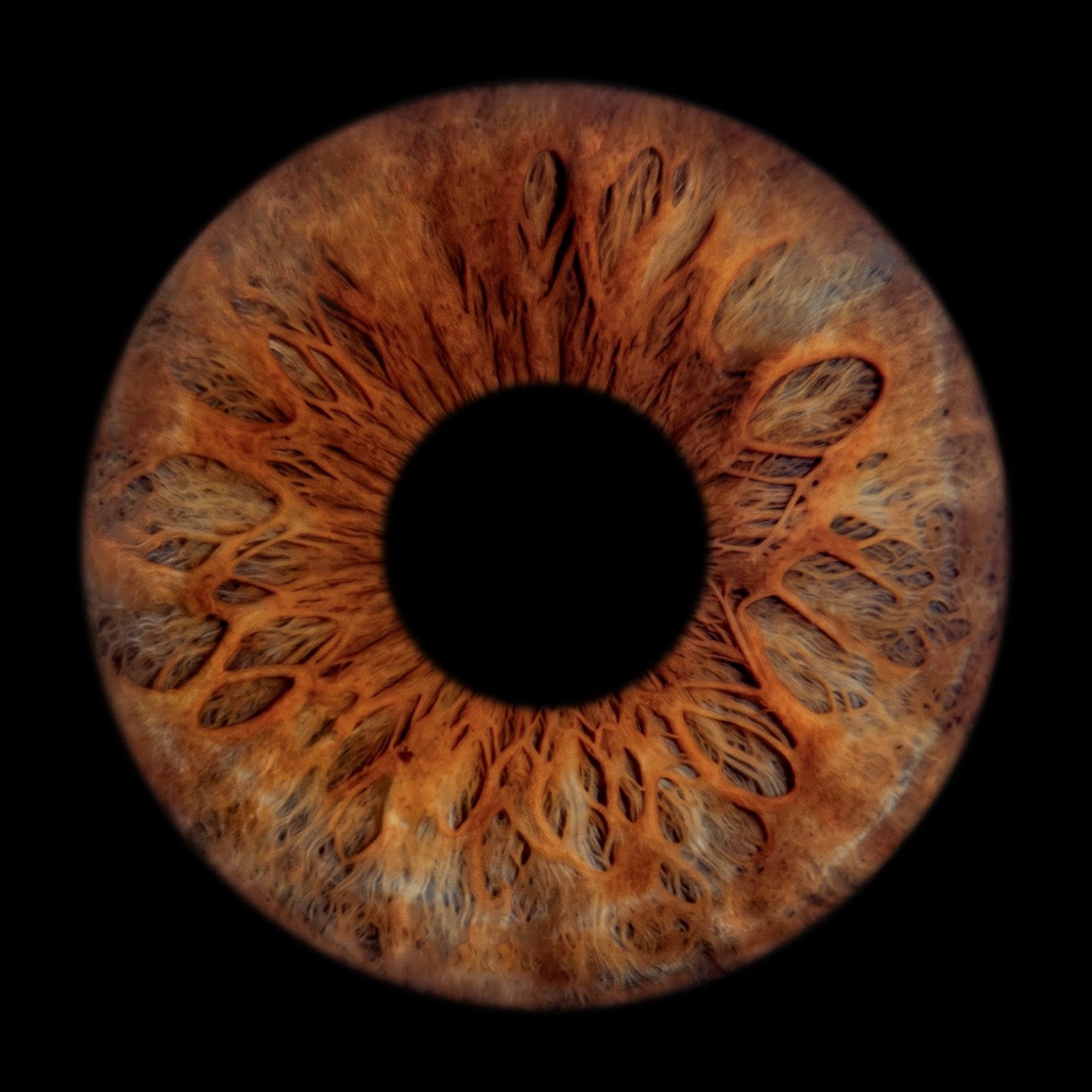 Amber — natuurlijke irisdetails