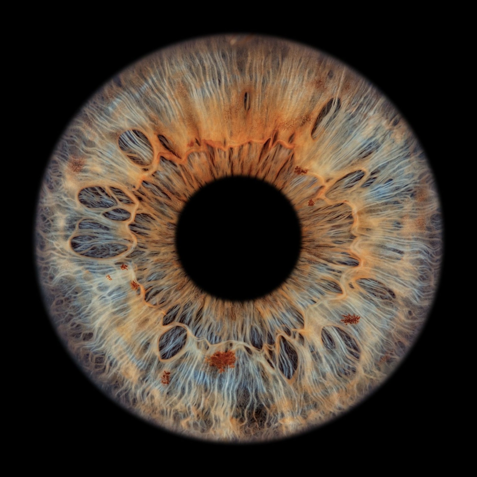 Blauw en goud — natuurlijke irisdetails